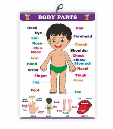 Body parts Chart - Early Learning Educational Chart