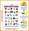 Click to zoom Wild Animals Exp - Early Learning Educational Chart